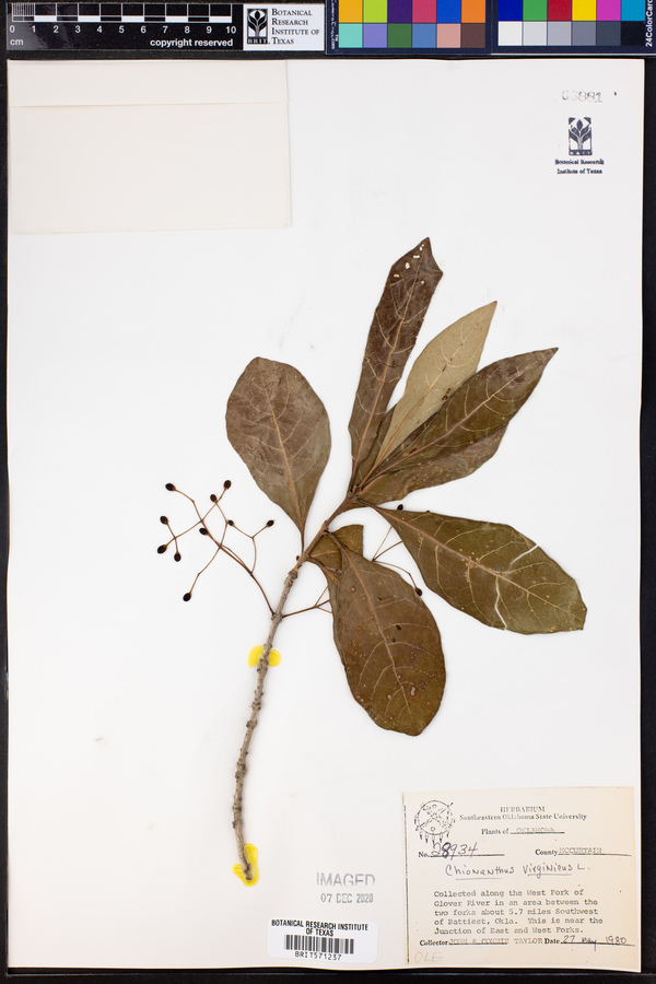 Chionanthus virginicus image