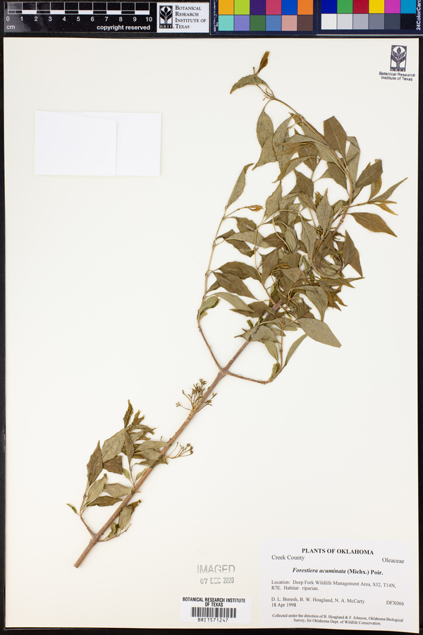 Forestiera acuminata image