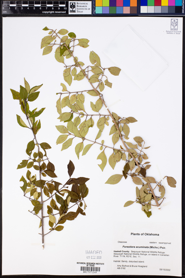 Forestiera acuminata image