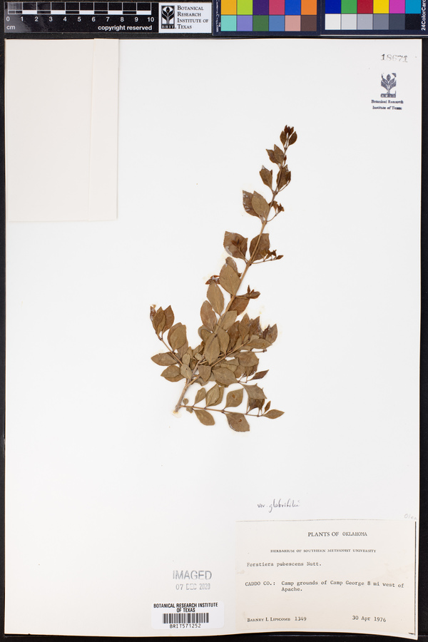 Forestiera pubescens var. glabrifolia image