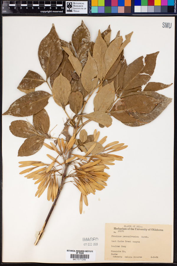 Fraxinus pennsylvanica image