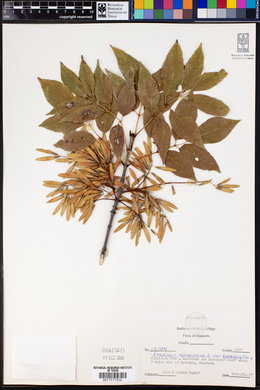 Fraxinus americana var. texensis image