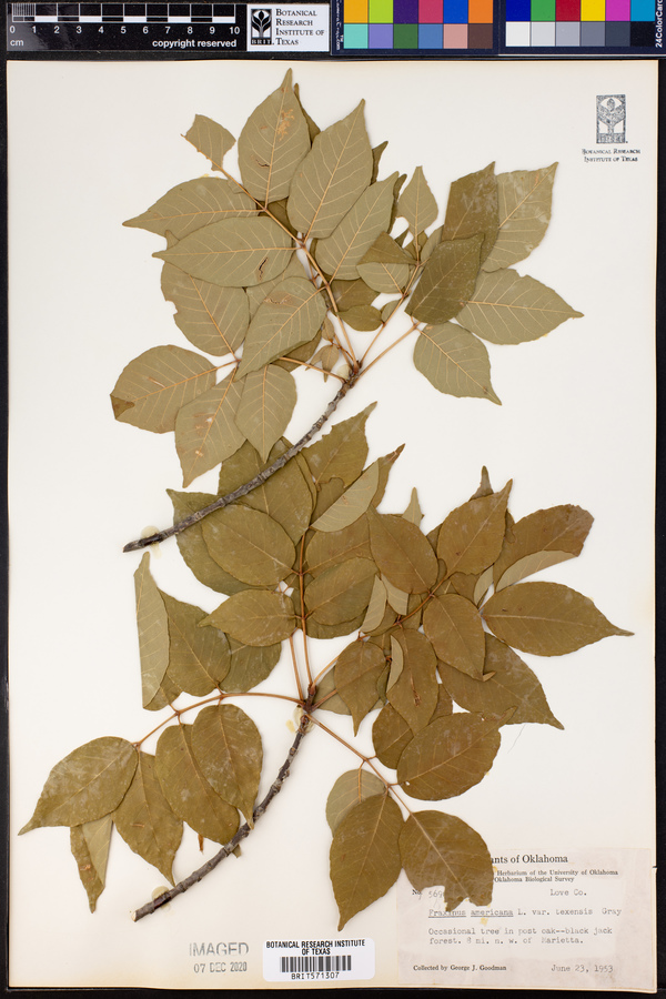 Fraxinus americana image