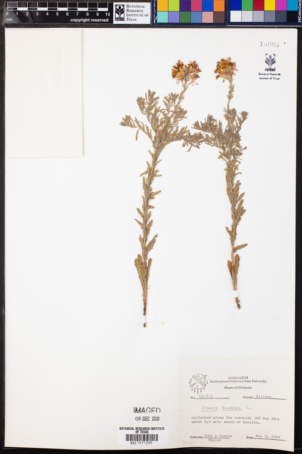 Gaura biennis image