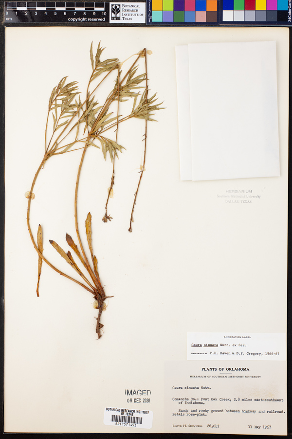 Gaura sinuata image