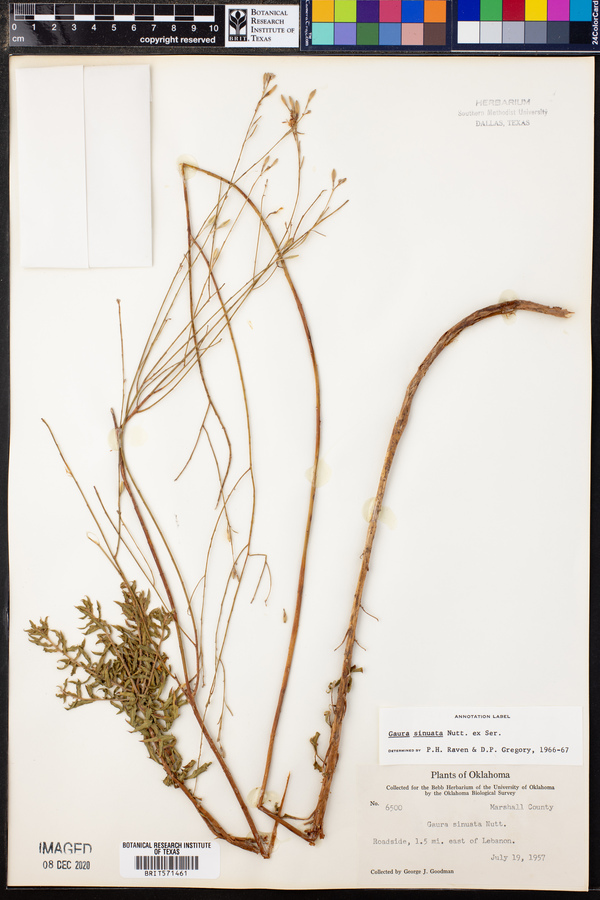 Gaura sinuata image