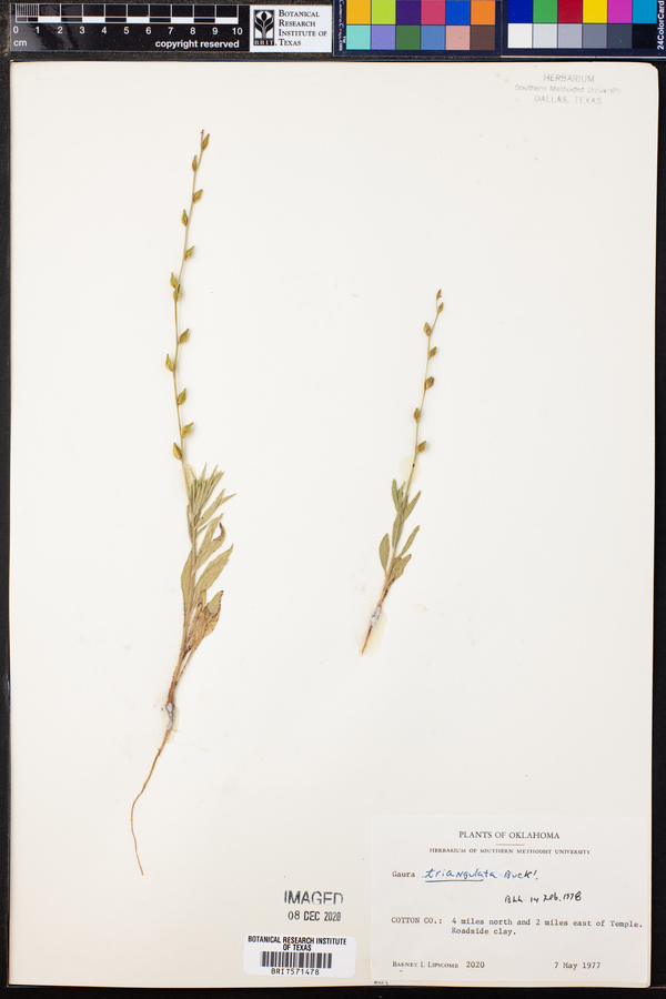 Gaura triangulata image
