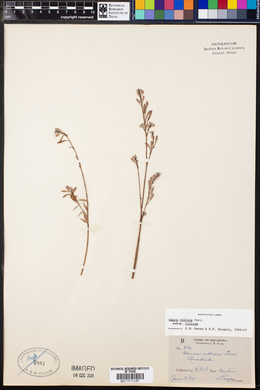 Oenothera cinerea subsp. cinerea image