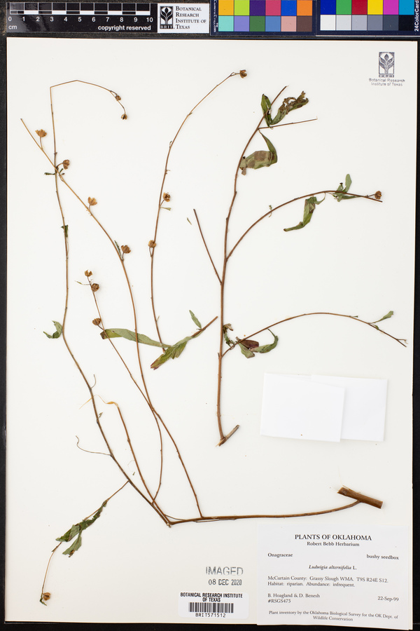 Ludwigia alternifolia image