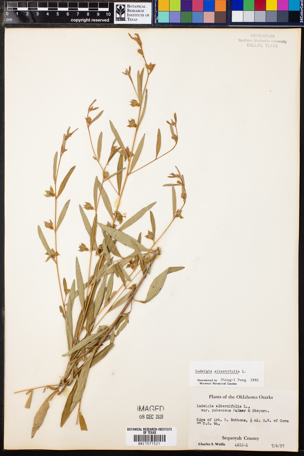 Ludwigia alternifolia image