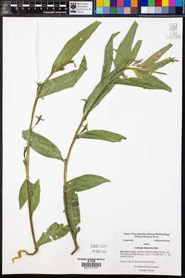 Ludwigia decurrens image