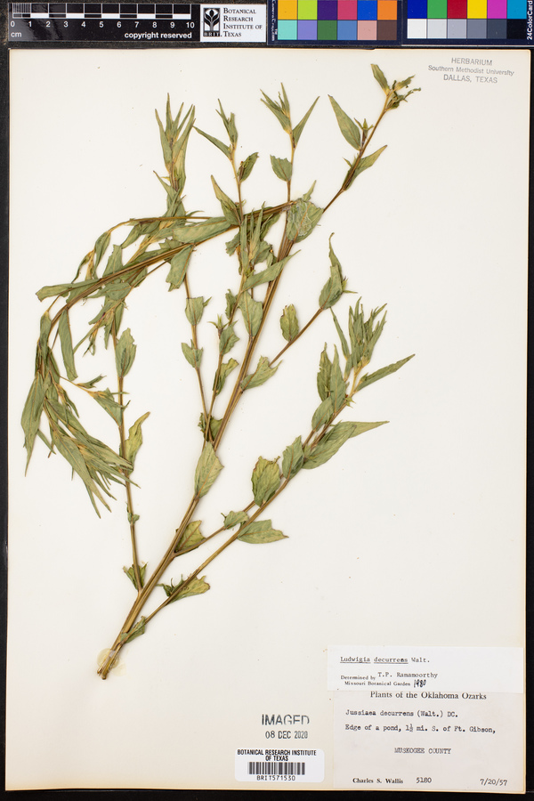 Ludwigia decurrens image