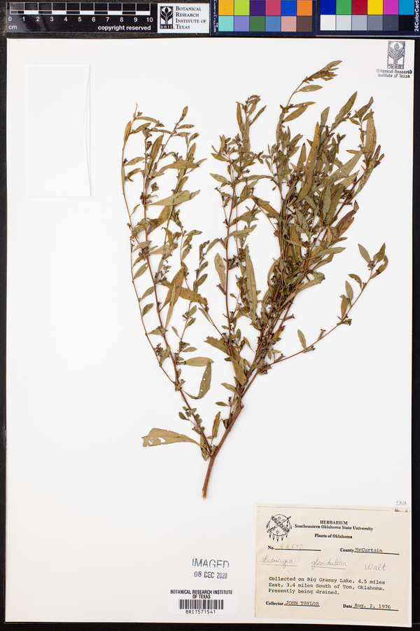 Ludwigia glandulosa image