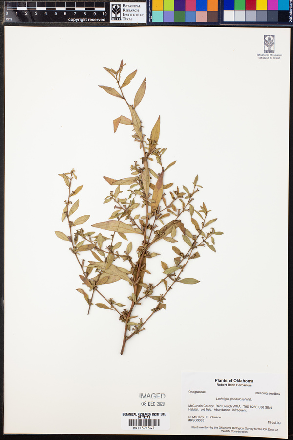 Ludwigia glandulosa image