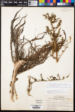 Ludwigia glandulosa subsp. brachycarpa image
