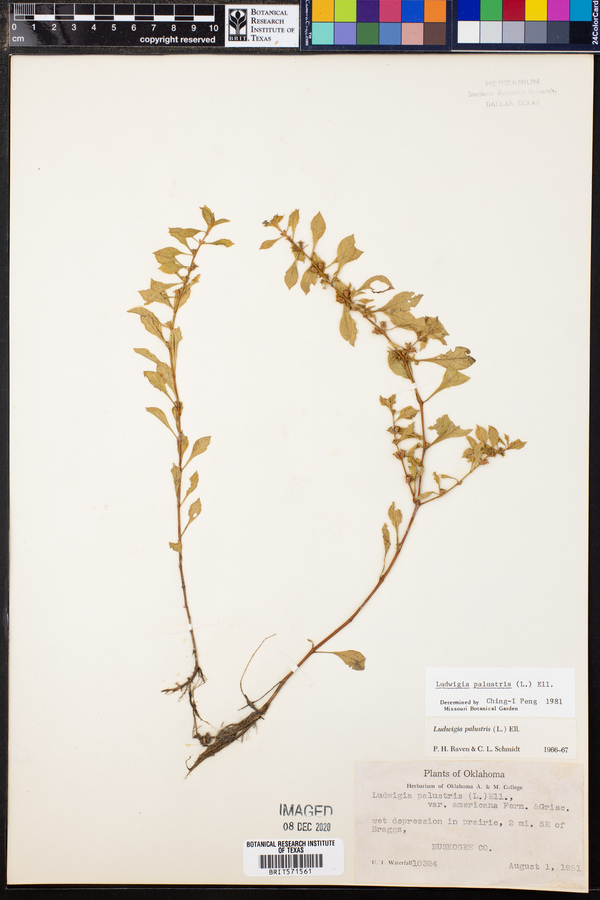 Ludwigia palustris image