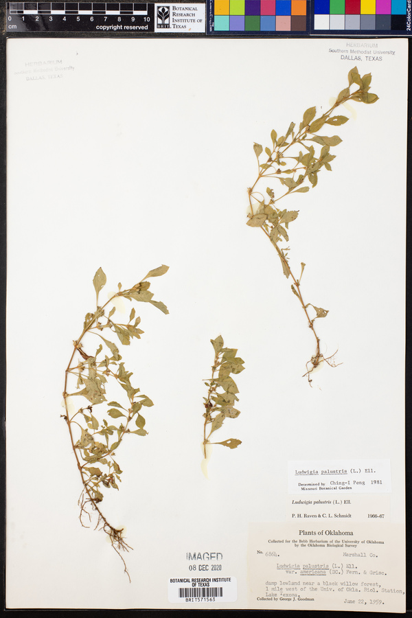 Ludwigia palustris image