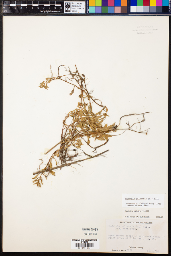 Ludwigia palustris image