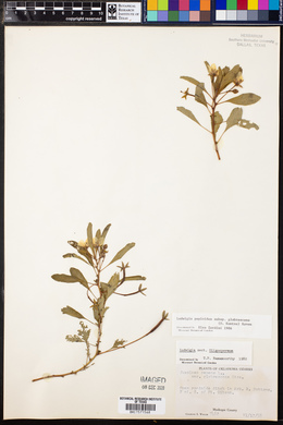 Ludwigia peploides subsp. glabrescens image