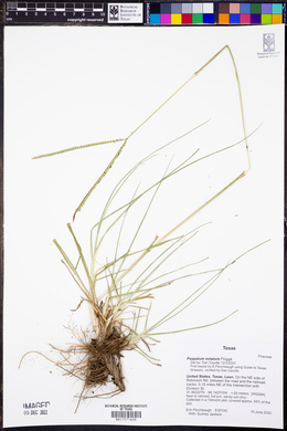 Paspalum notatum image