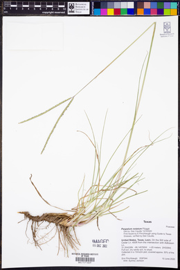 Paspalum notatum image