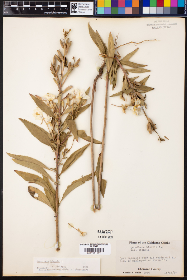Oenothera biennis image