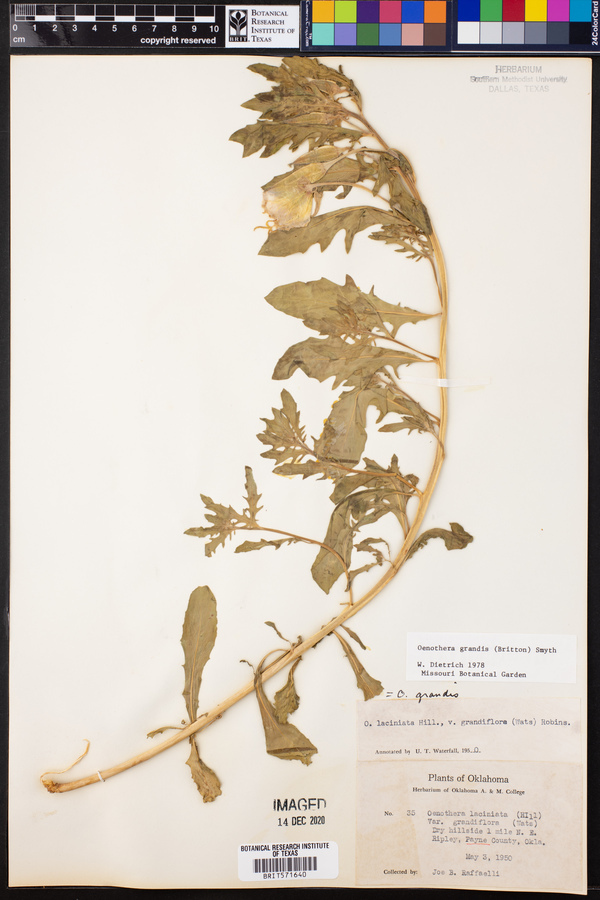 Oenothera grandis image