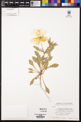 Calylophus hartwegii ssp. pubescens image