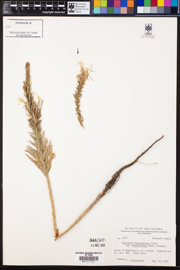 Oenothera rhombipetala image