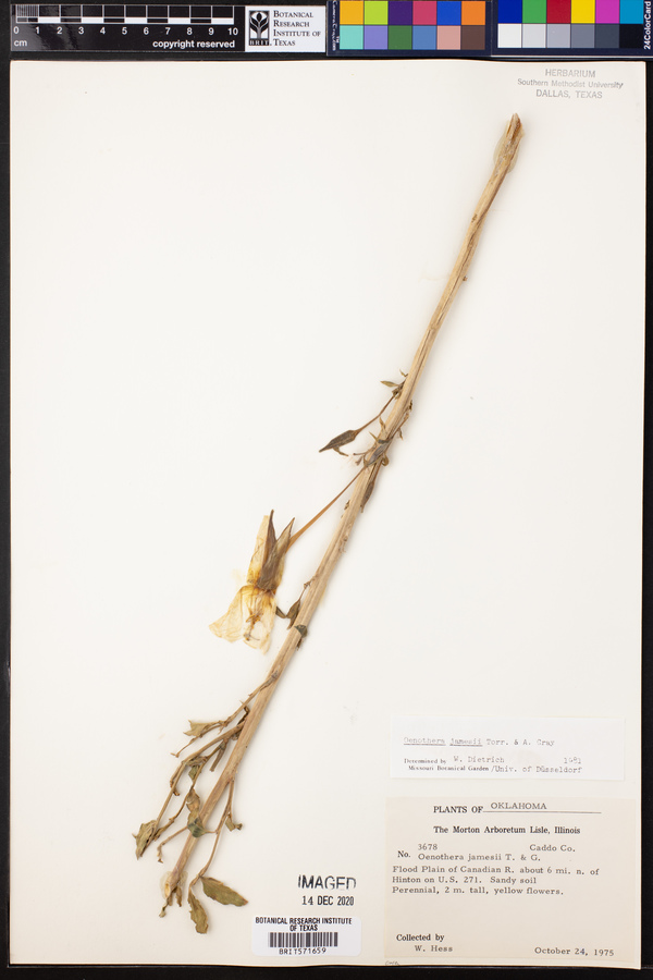 Oenothera jamesii image
