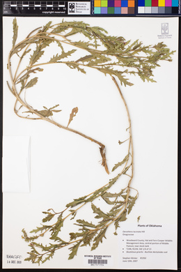 Oenothera laciniata image