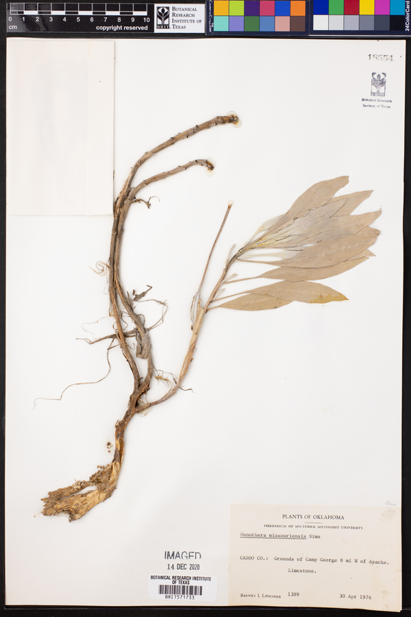Oenothera missouriensis image