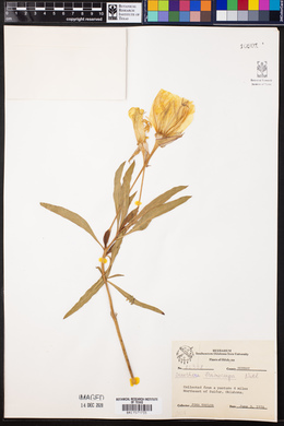 Image of Oenothera macrocarpa