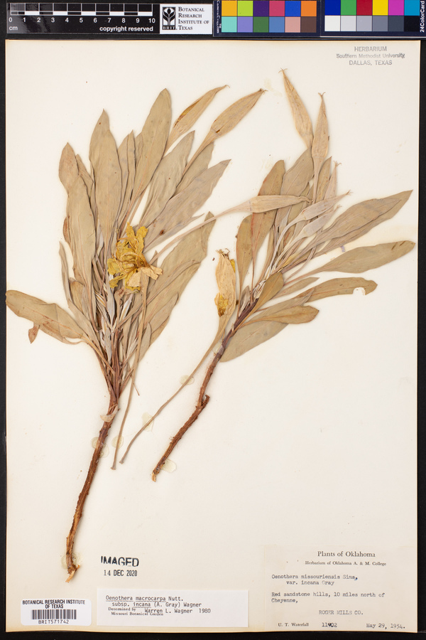 Oenothera missouriensis image
