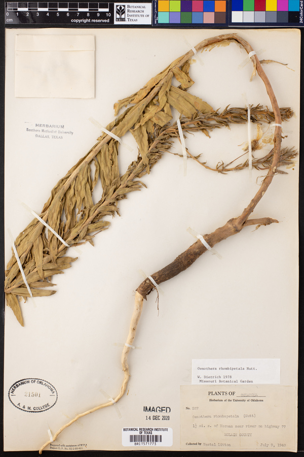 Oenothera rhombipetala image