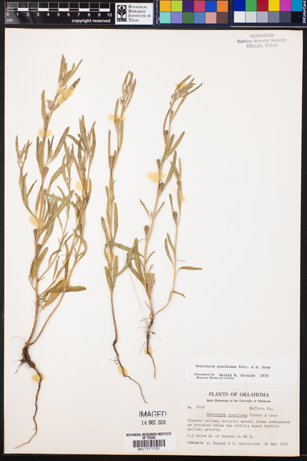 Oenothera spachiana image