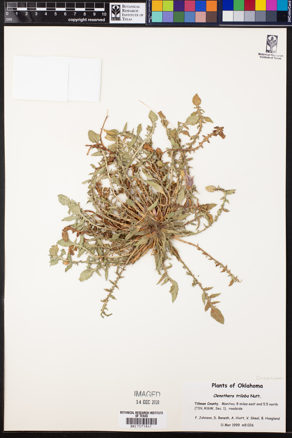 Oenothera triloba image