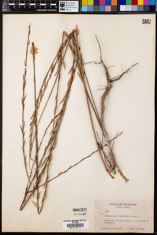 Stenosiphon linifolius image