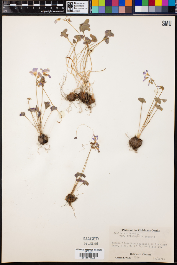 Oxalis violacea image