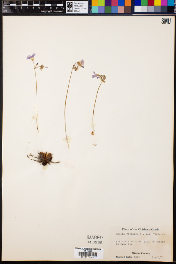 Oxalis violacea var. violacea image