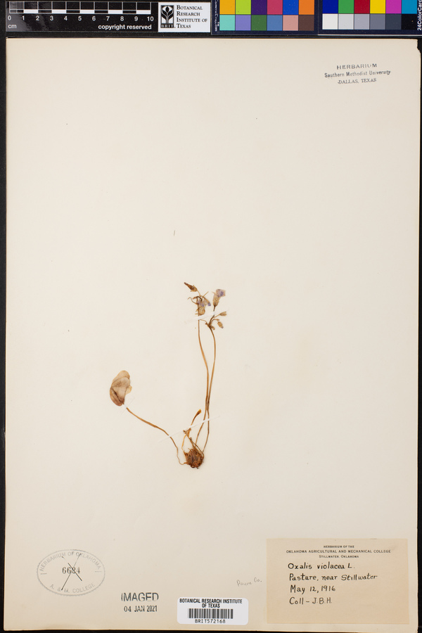 Oxalis violacea image