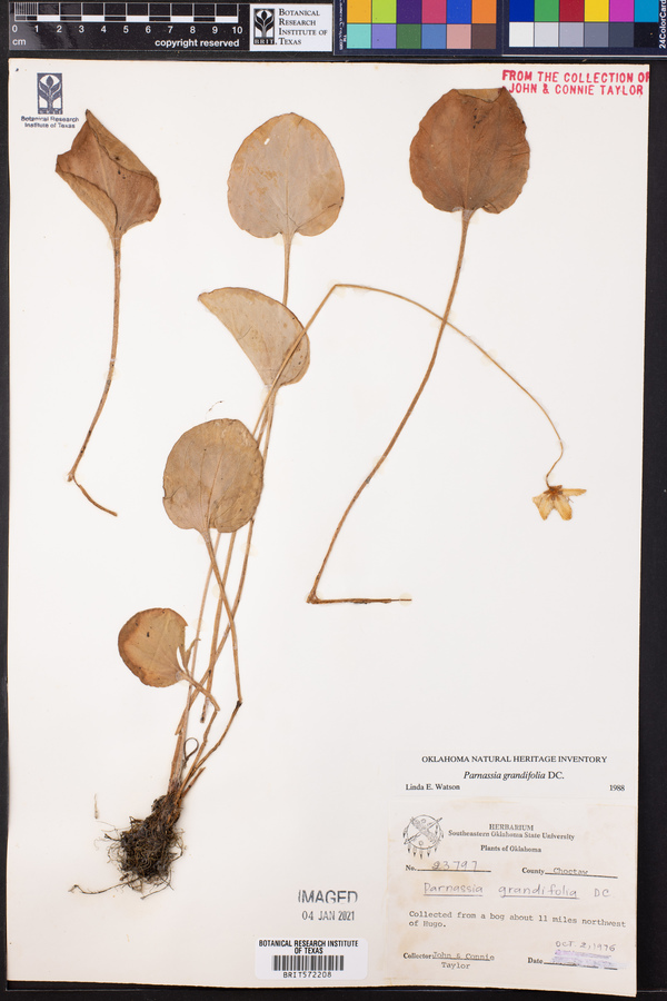 Parnassia grandifolia image