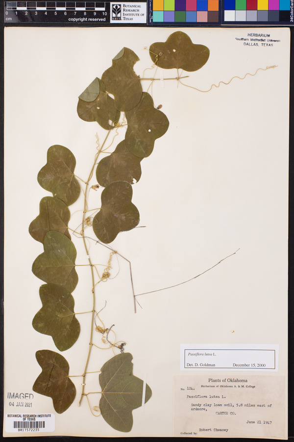 Passiflora lutea image