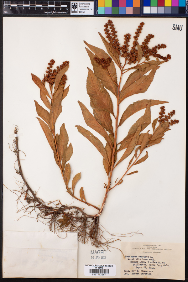Penthorum sedoides image