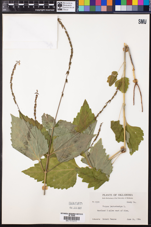 Phryma image