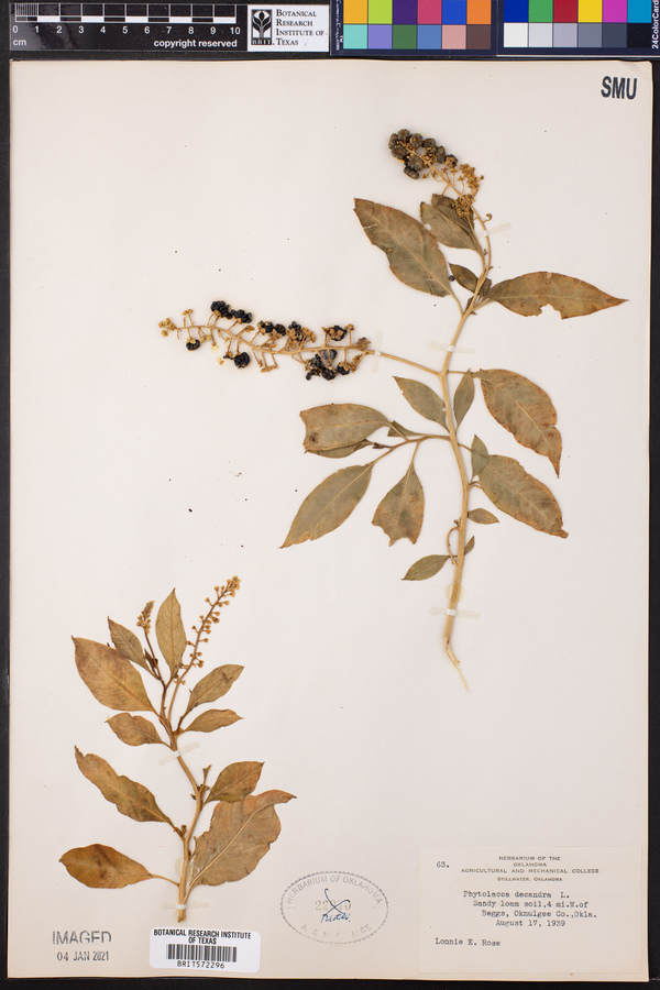 Phytolacca americana var. americana image