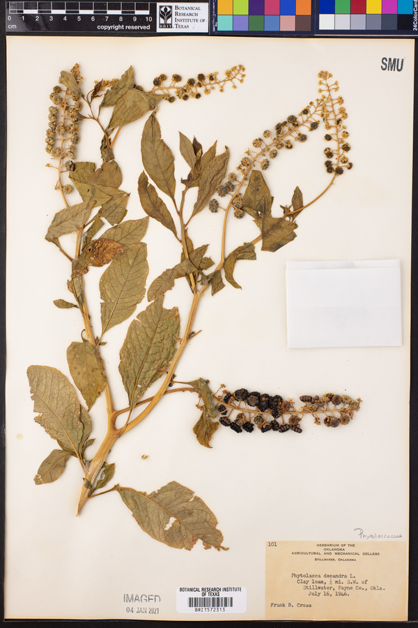 Phytolacca americana var. americana image