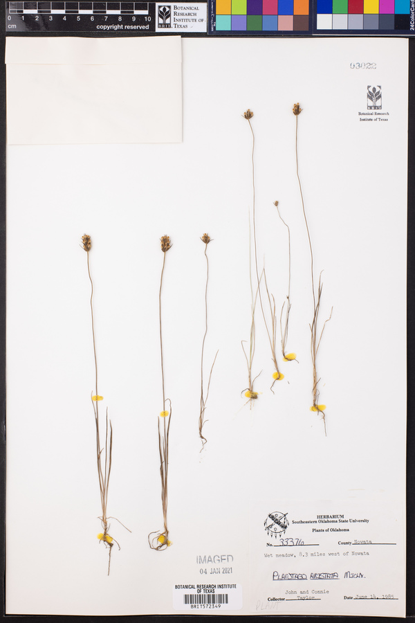Plantago aristata image