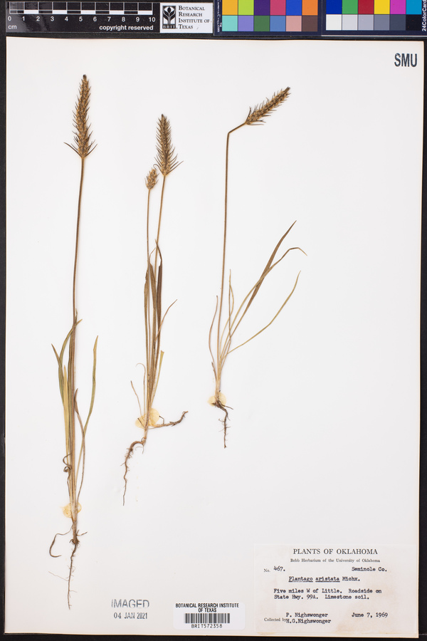 Plantago aristata image
