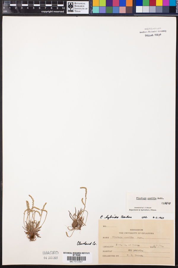Plantago pusilla image